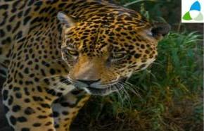  Día internacional del jaguar